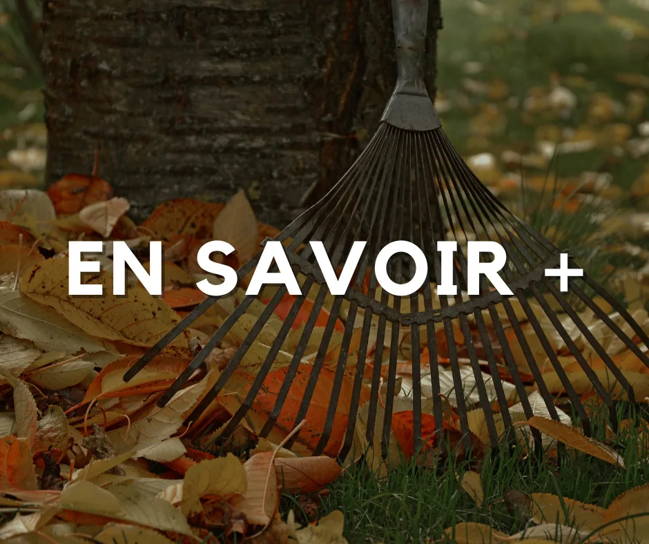 Entretenir et préparer votre jardin pour l’automne