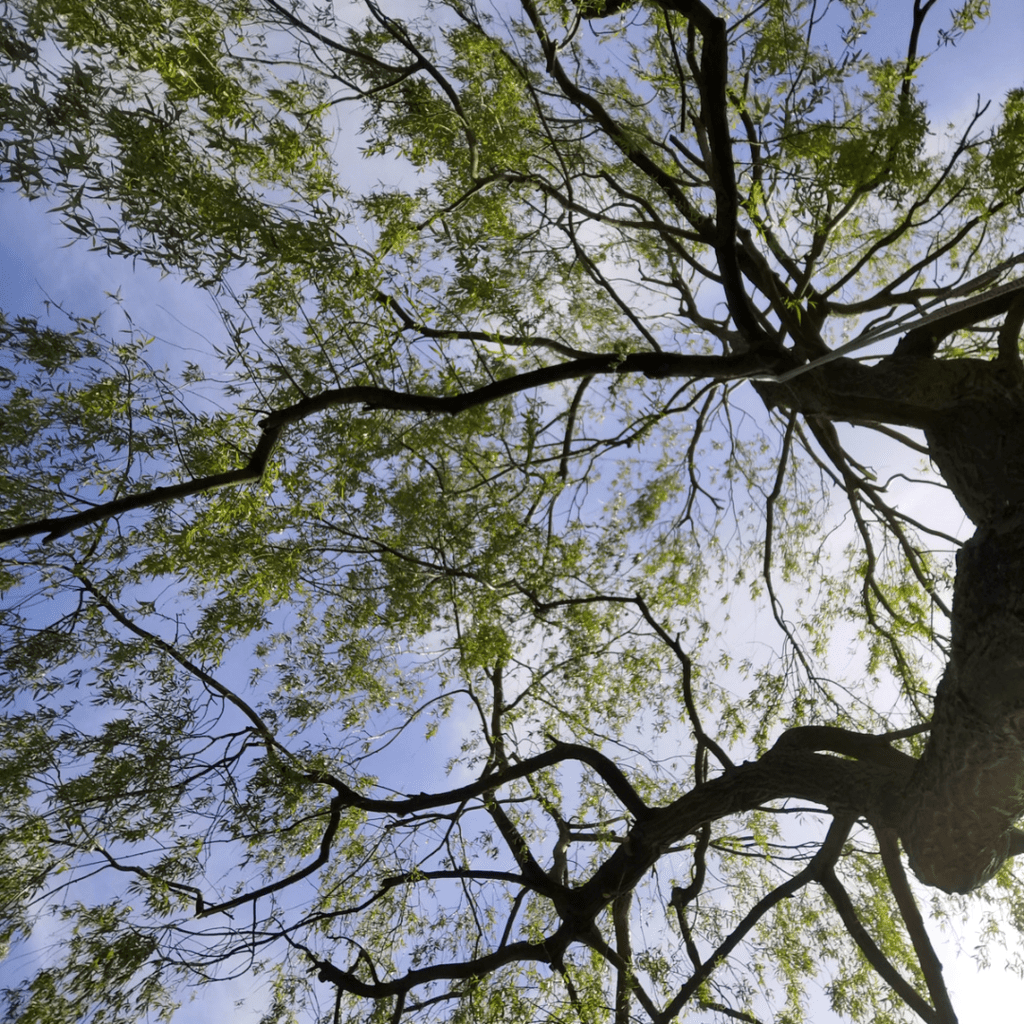 1001 feuilles : Entretien, création et élagage pour vos jardins - Élagage