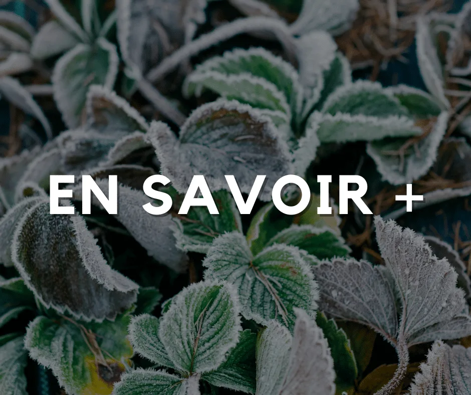 5 astuces pour protéger vos plantes en période de gel