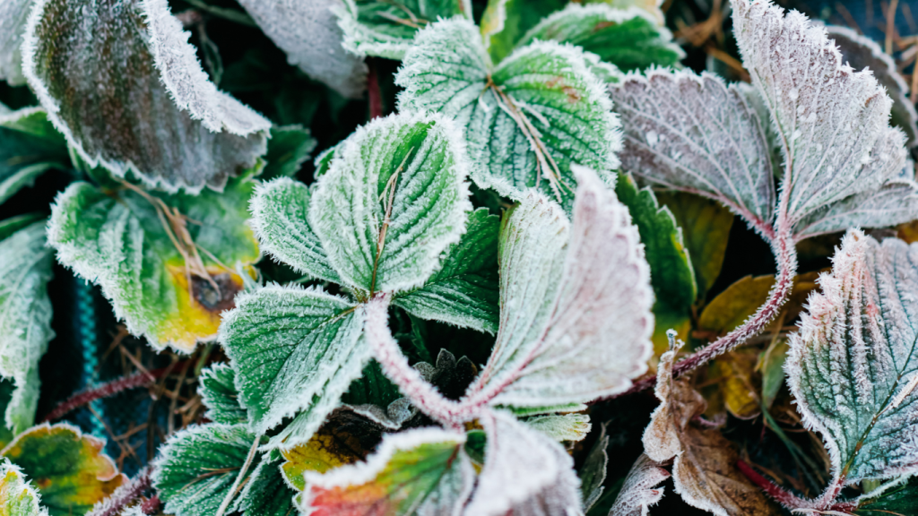 proteger vos plante en periode de gel
