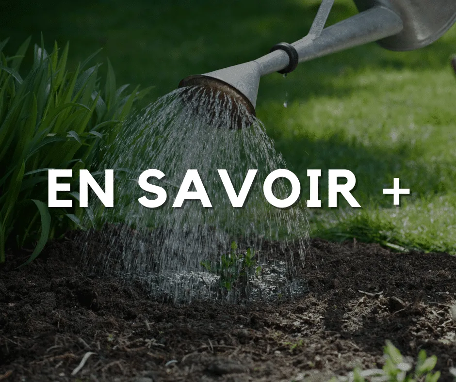 Comment économiser l’eau au jardin ?