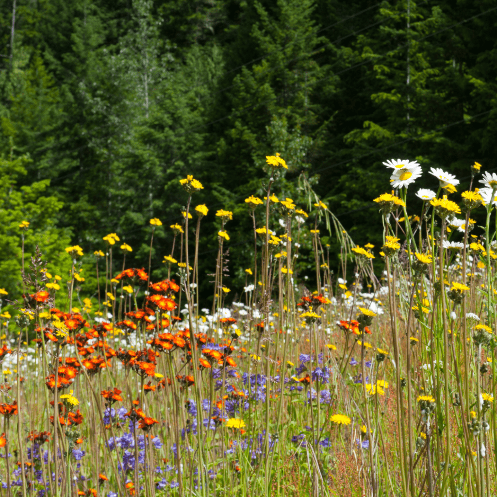 prairie fleurie lille