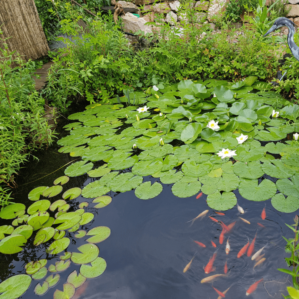 bassin jardin lille