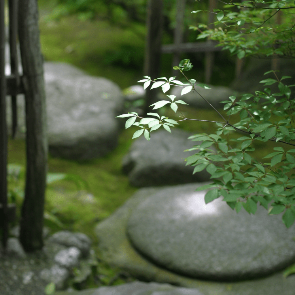 jardin ombre lille