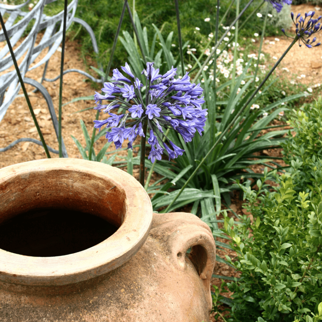 jardin méditerranéen lille