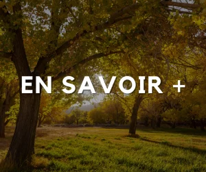 entretien du jardin automne