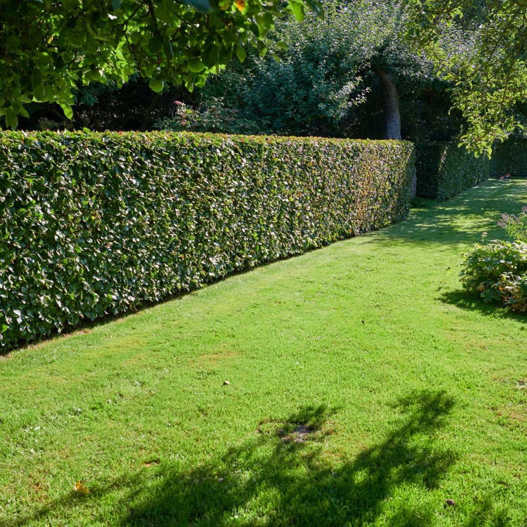 taille haie lille