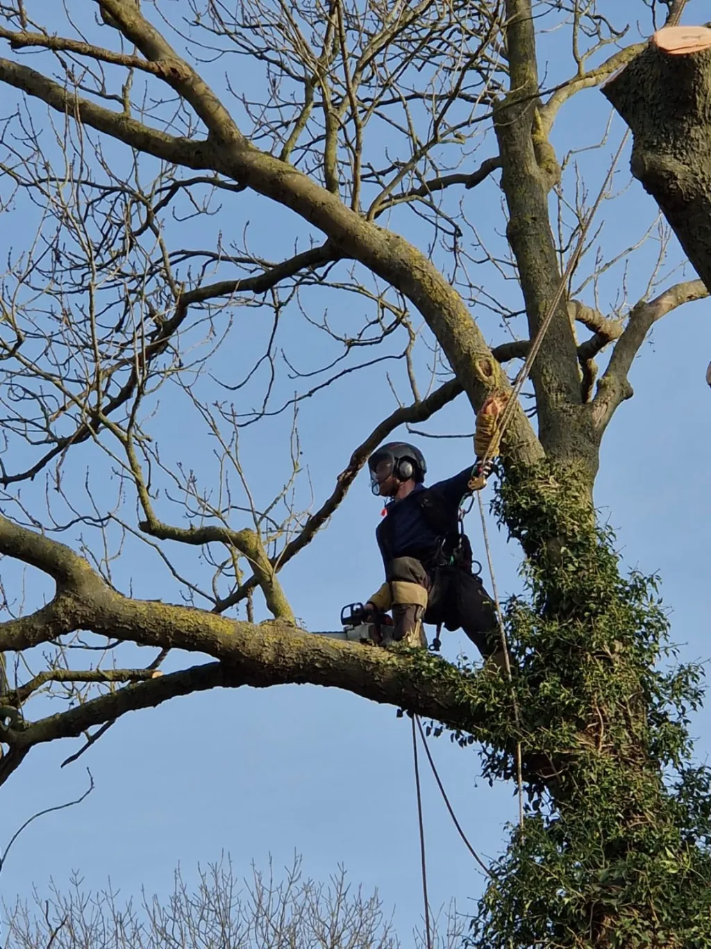 Abattage d'arbre en sécurité